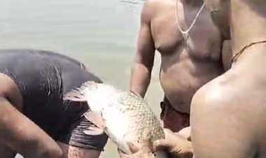 सरपंच एवं पंचायत सचिव के खुले संरक्षण में अवैध रूप से मछली पालन..