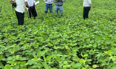 जमोनिया डैम के किसानों की चिंता बढ़ी:दो सप्ताह से नहीं हुई बारिश, सूखने की कगार पर पहुंची सोयाबीन की फसल