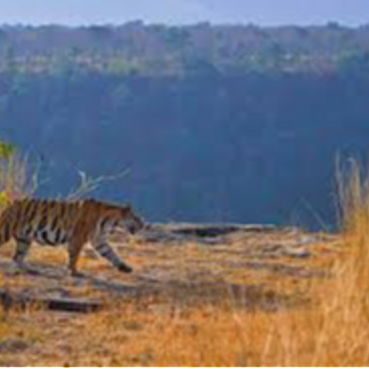 गोवा में होगी एमपी के पर्यटन स्थलों की चर्चा:पर्यटन के सम्पूर्ण विकास के लिए मध्यप्रदेश समेत सभी राज्य देंगे डेवलपमेंट प्लान