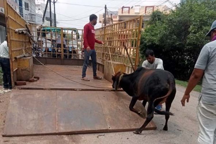  दुर्घटना से बचाने पहल : सड़कों पर बढ़ाई चौकसी, मवेशी दिखते ही पहुंच रही टीम