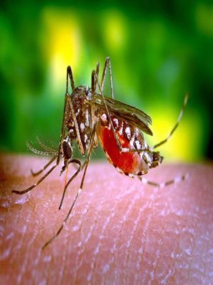 Triple E Mosquito Virus: Corona, Monkeypox और Chandipura के बाद दुनिया में कहर मचाने को तैयार ट्रिपल ई वायरस, अमेरिका में मौत के साथ दुनिया में की एंट्री,