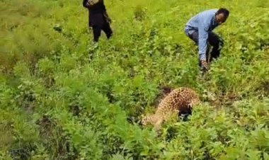 MP फॉरेस्ट चीफ को मेनका गांधी की चिट्ठी:कहा- तेंदुए की मौत पर जिम्मेदारों को सस्पेंड करें, 4 वन्यजीव अस्पताल बनाएं