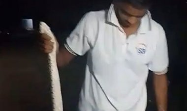 शिवपुरी में 4 फीट लंबे रसेल वाइपर सांप का रेस्क्यू:4 दिनों से लगातार कॉलोनी में दिखाई दे रहा था, सर्प मित्रों ने देर रात पकड़ा