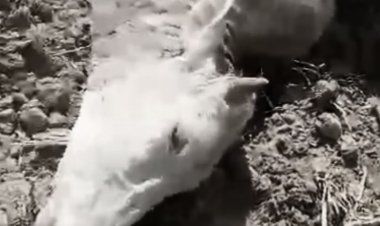 सिलवानी वन क्षेत्र के कई इलाकों में बाघ का मूवमेंट:पांच दिनों में चार मवेशियाें का शिकार किया; स्थानीय लोगों में दहशत