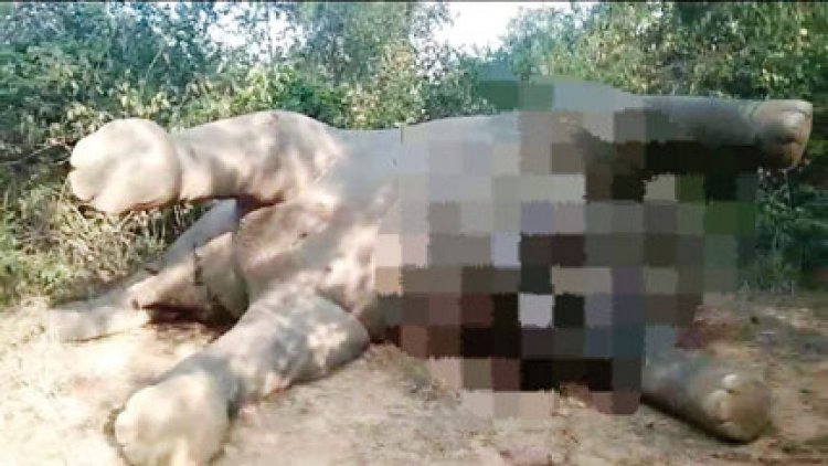 हाथी का शव मिला, जांच शुरु