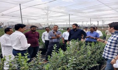 छिंदवाड़ा के अमरवाड़ा में हो रही है ब्लू बेरी की फसल