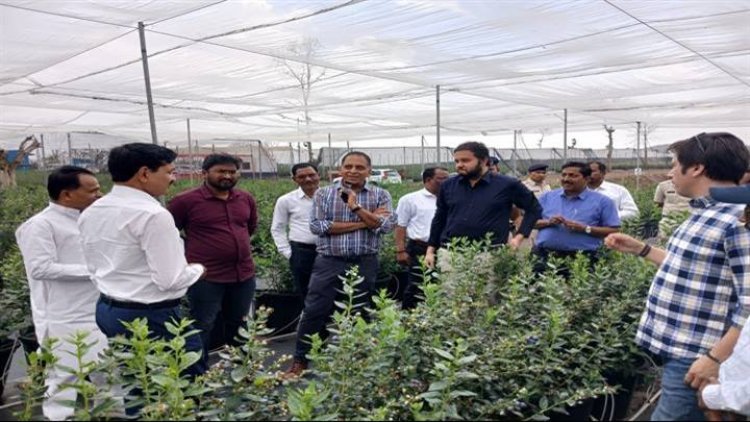 छिंदवाड़ा के अमरवाड़ा में हो रही है ब्लू बेरी की फसल