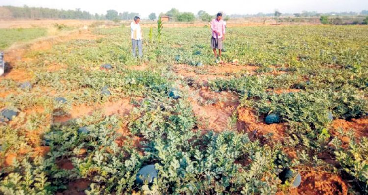 6 दिनों से 3 हाथियों का उत्पात, फसले रौंदी ,मकान भी तोड़ा