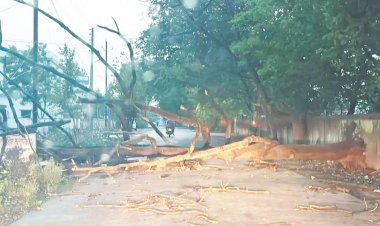 अंधड़-बारिश ने कहर बरपाया, कहीं पेड़ गिरे, कहीं होर्डिंग्स