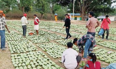 तेंदूपत्ता की खरीदी शुरू