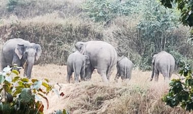 लैलूंगा वन मंडल में 25 जंगली हाथियों का दल कर रहा विचरण