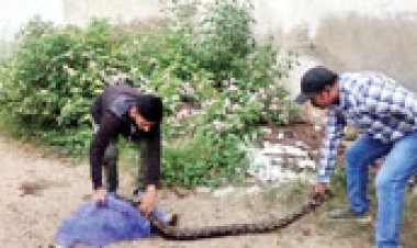 25 अंडों के साथ अजगर को सुरक्षित निकाला