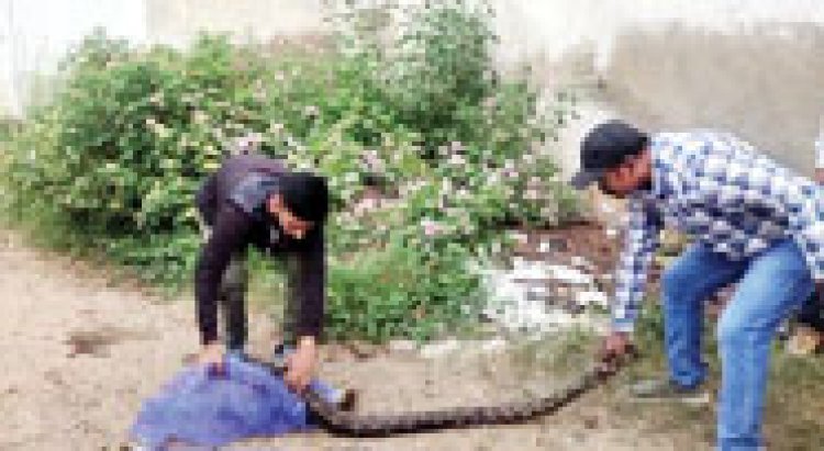 25 अंडों के साथ अजगर को सुरक्षित निकाला