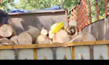 ओडिशा सीमा पर आम की अवैध लकड़ी पकड़ाई