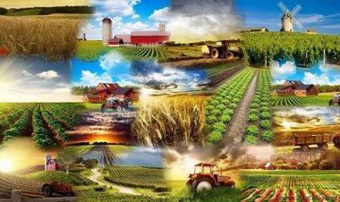 विशेष आर्टिकल- उत्तर प्रदेश में कृषि क्षेत्र का स्वर्णिम उत्थान: योगी सरकार की उपलब्धियां और किसानों की प्रेरक सफलता कहानियां