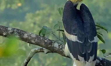 दुर्लभ हॉर्नबिल संरक्षण की विशेष पहल  उदंती-सीतानदी में विकसित हो रहे प्राकृतिक उद्यान