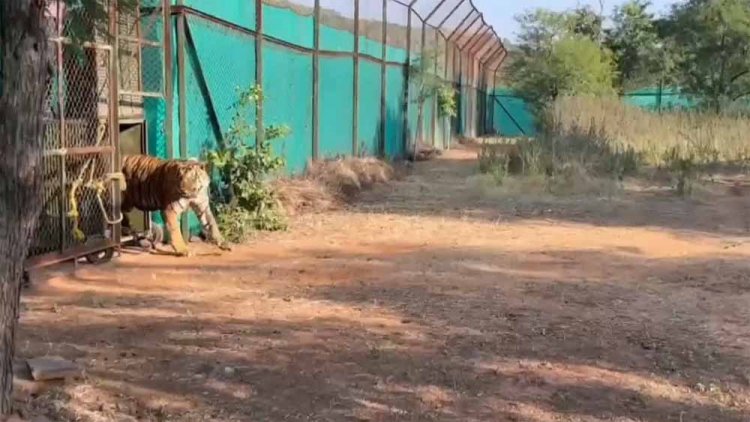 नस्ल सुधार कर बाघों का बढेगा कुनबा, एमपी और महाराष्ट्र से आएंगे बाघ-बाघिन